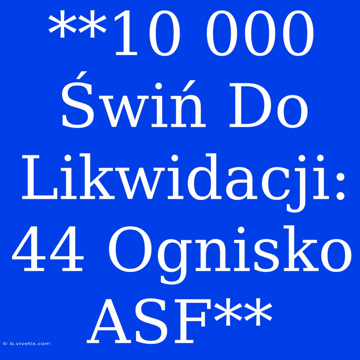 **10 000 Świń Do Likwidacji: 44 Ognisko ASF**