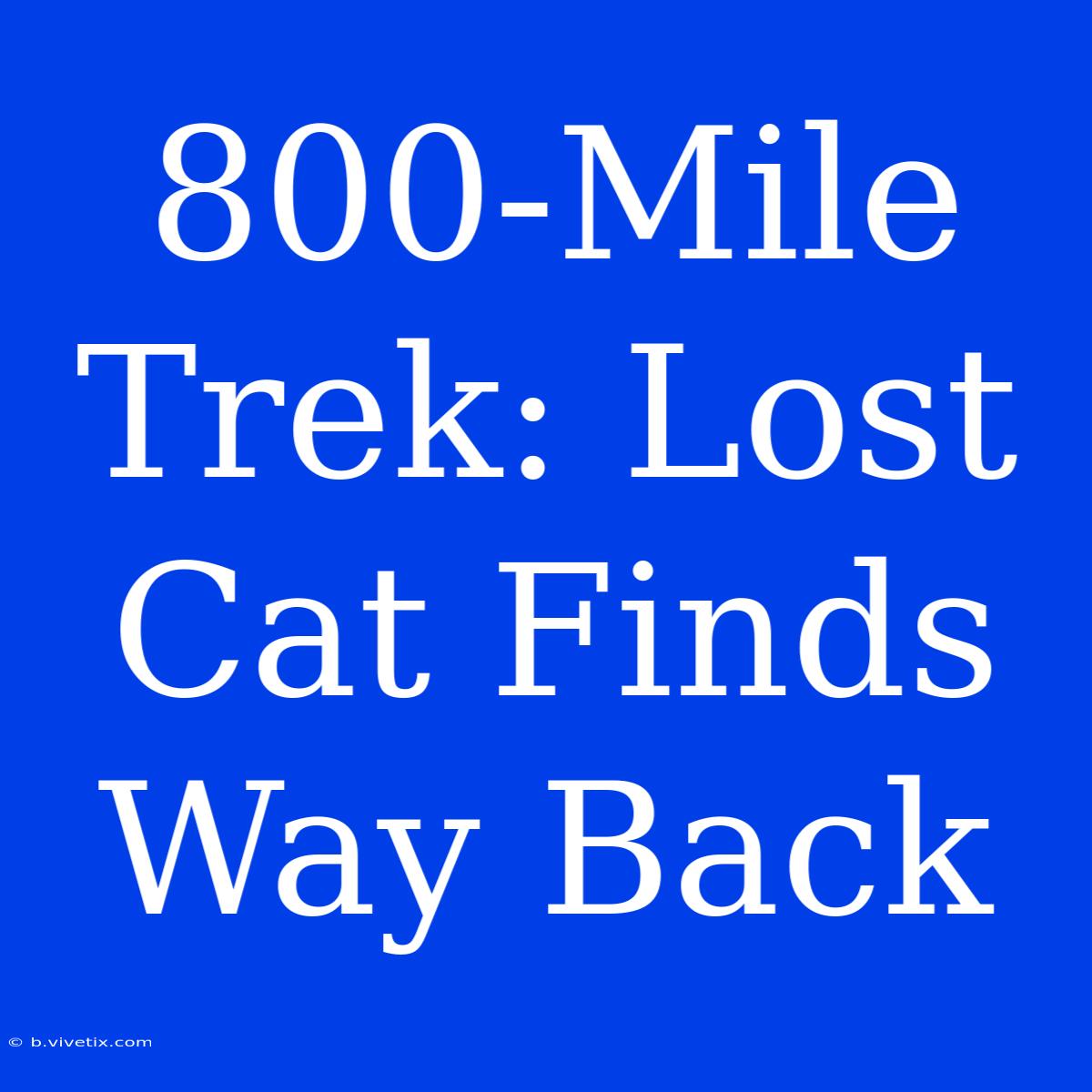 800-Mile Trek: Lost Cat Finds Way Back 