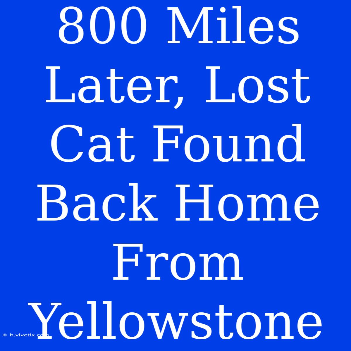 800 Miles Later, Lost Cat Found Back Home From Yellowstone