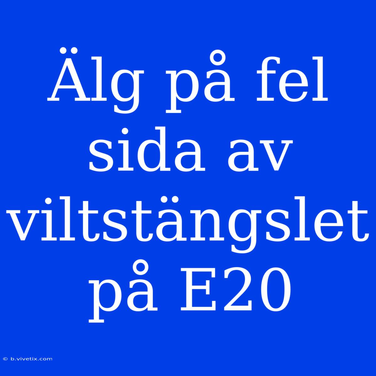 Älg På Fel Sida Av Viltstängslet På E20