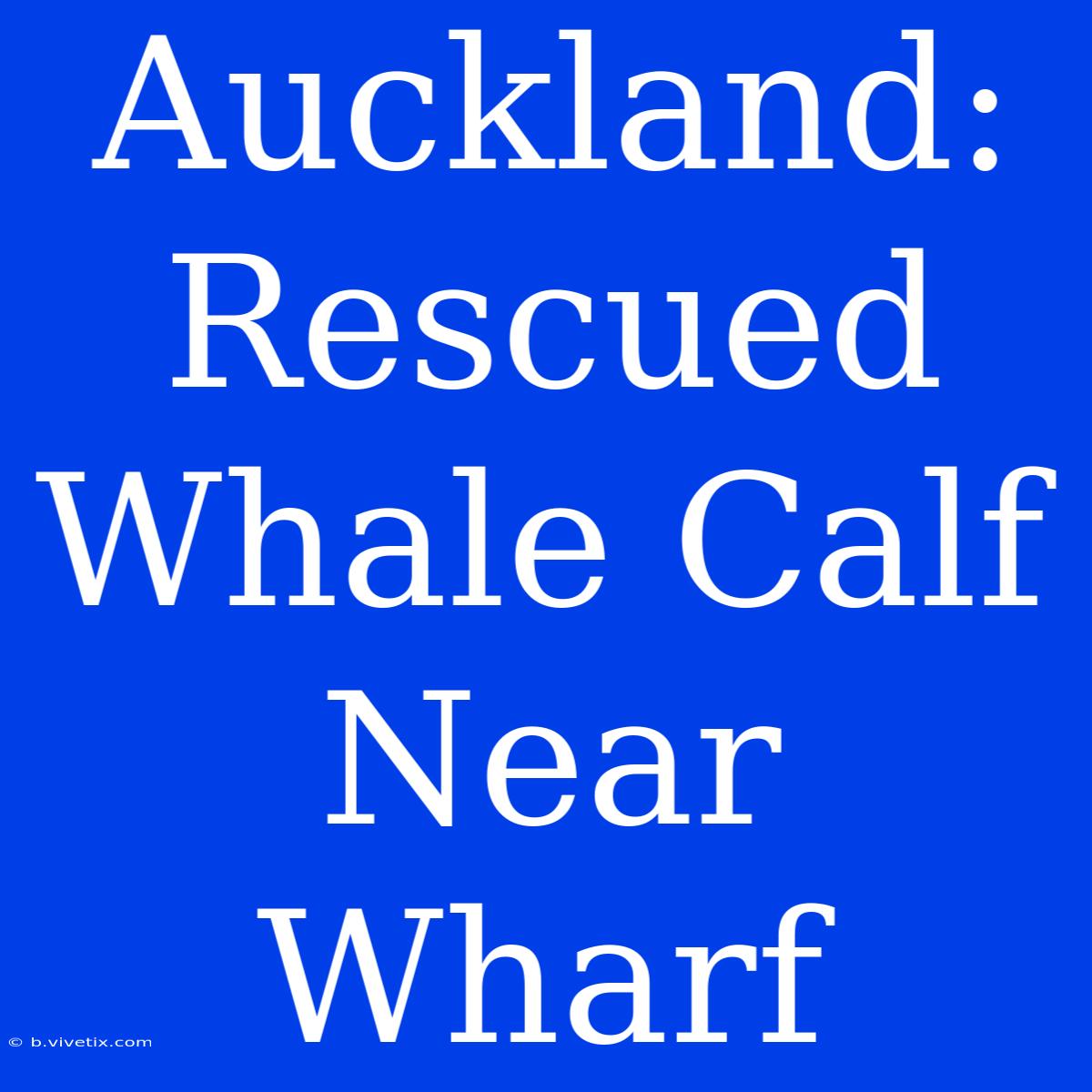 Auckland: Rescued Whale Calf Near Wharf