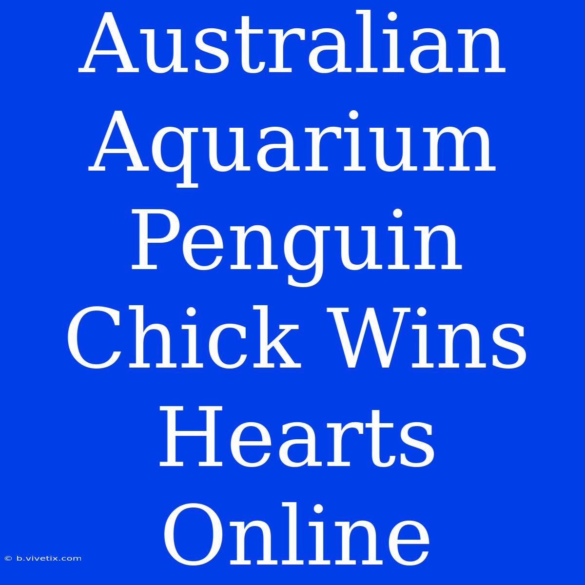 Australian Aquarium Penguin Chick Wins Hearts Online