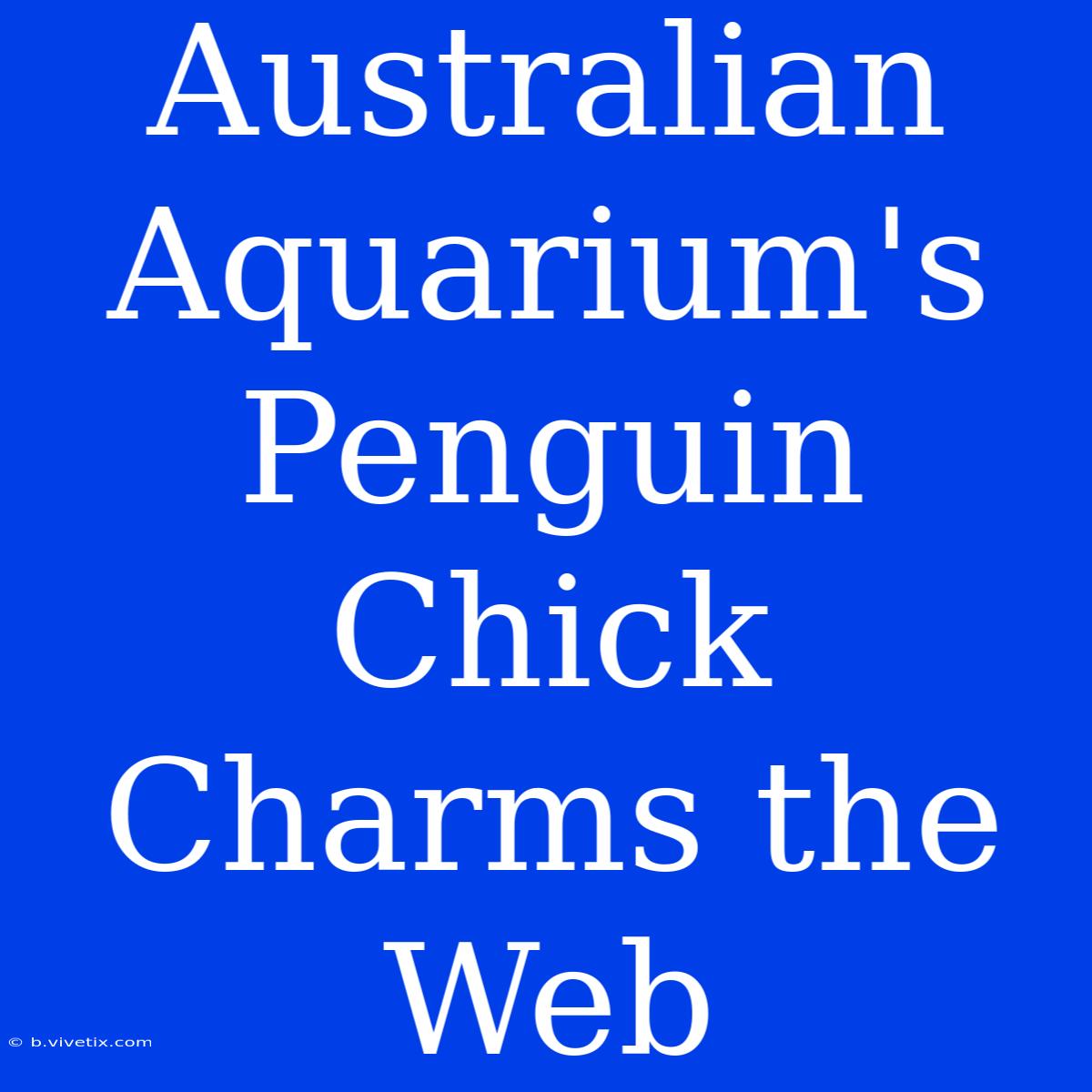 Australian Aquarium's Penguin Chick Charms The Web