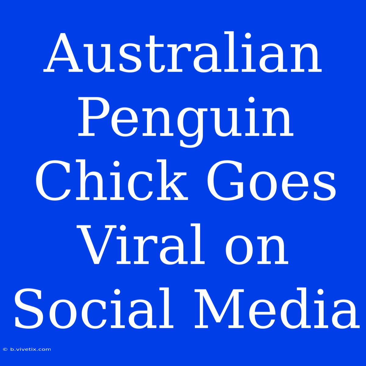 Australian Penguin Chick Goes Viral On Social Media