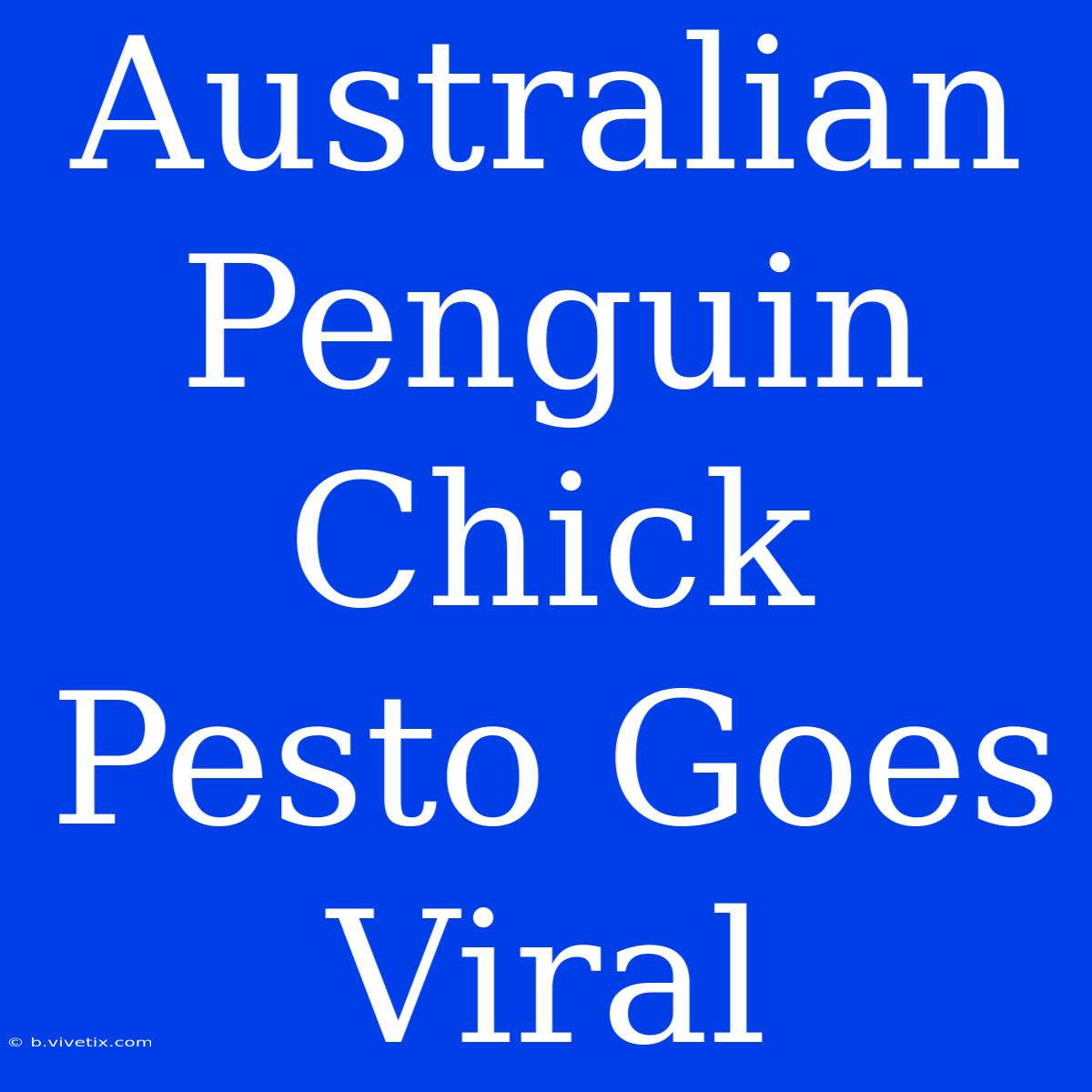 Australian Penguin Chick Pesto Goes Viral