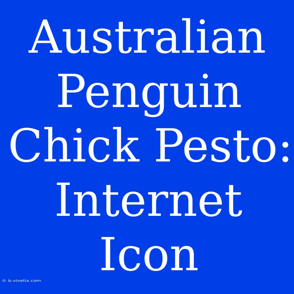 Australian Penguin Chick Pesto: Internet Icon