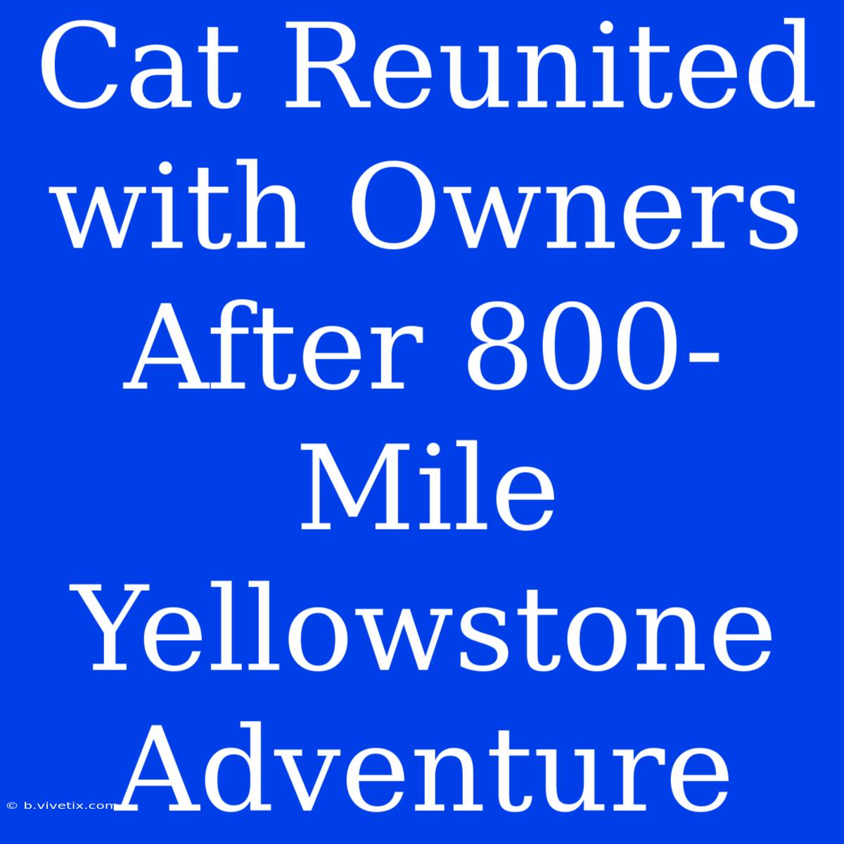 Cat Reunited With Owners After 800-Mile Yellowstone Adventure