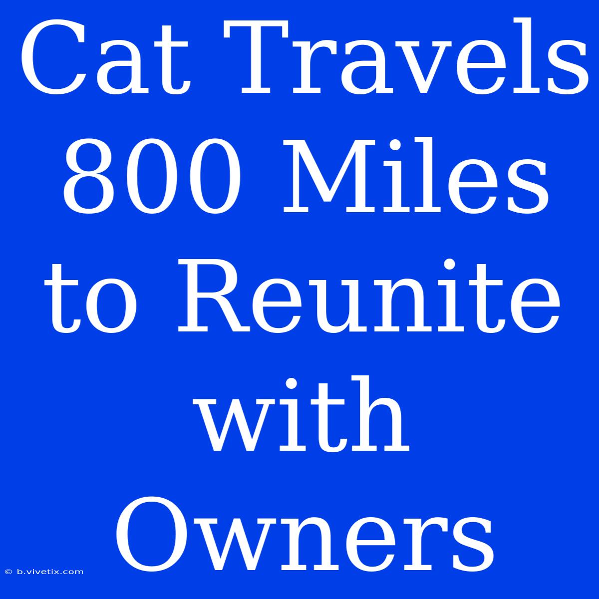 Cat Travels 800 Miles To Reunite With Owners