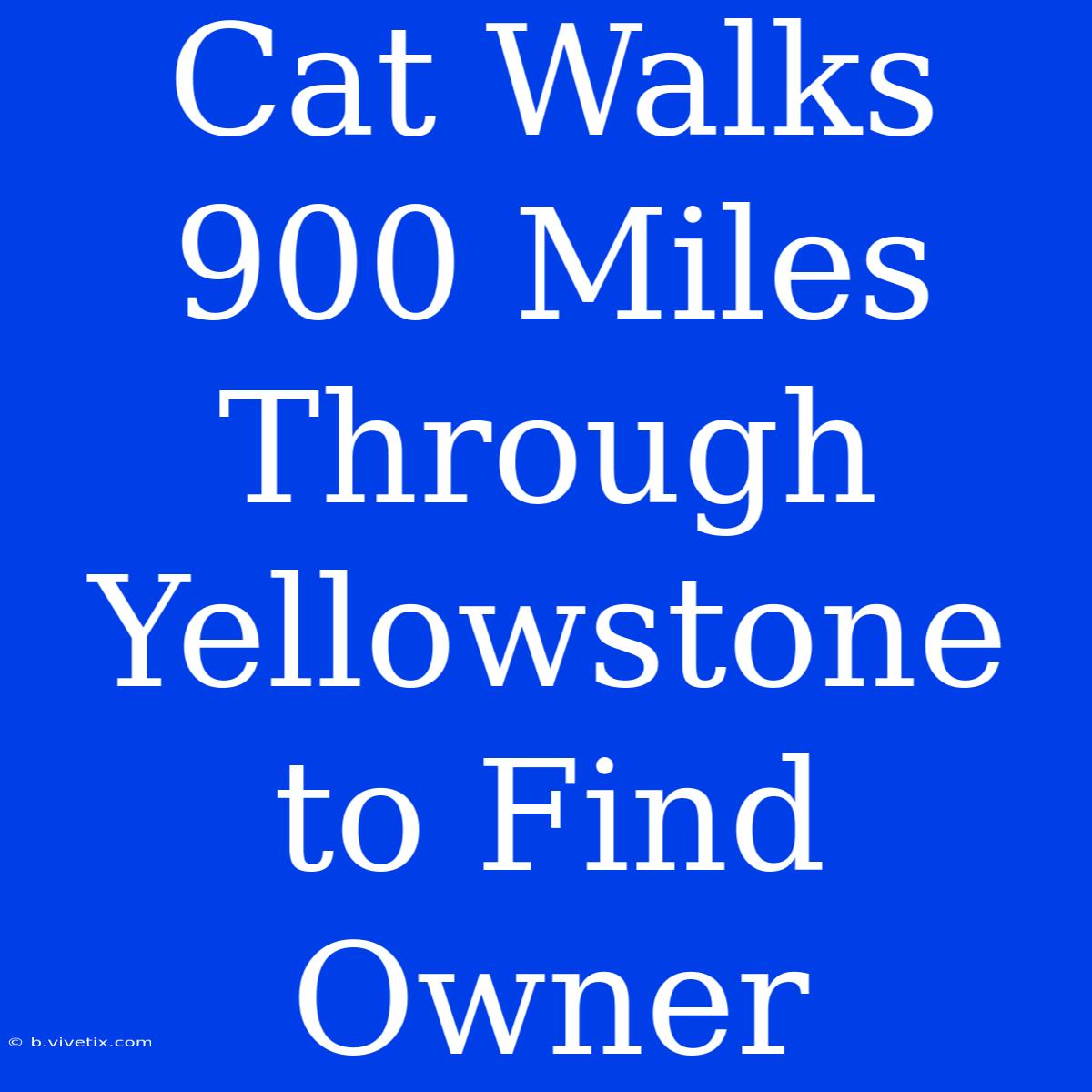 Cat Walks 900 Miles Through Yellowstone To Find Owner