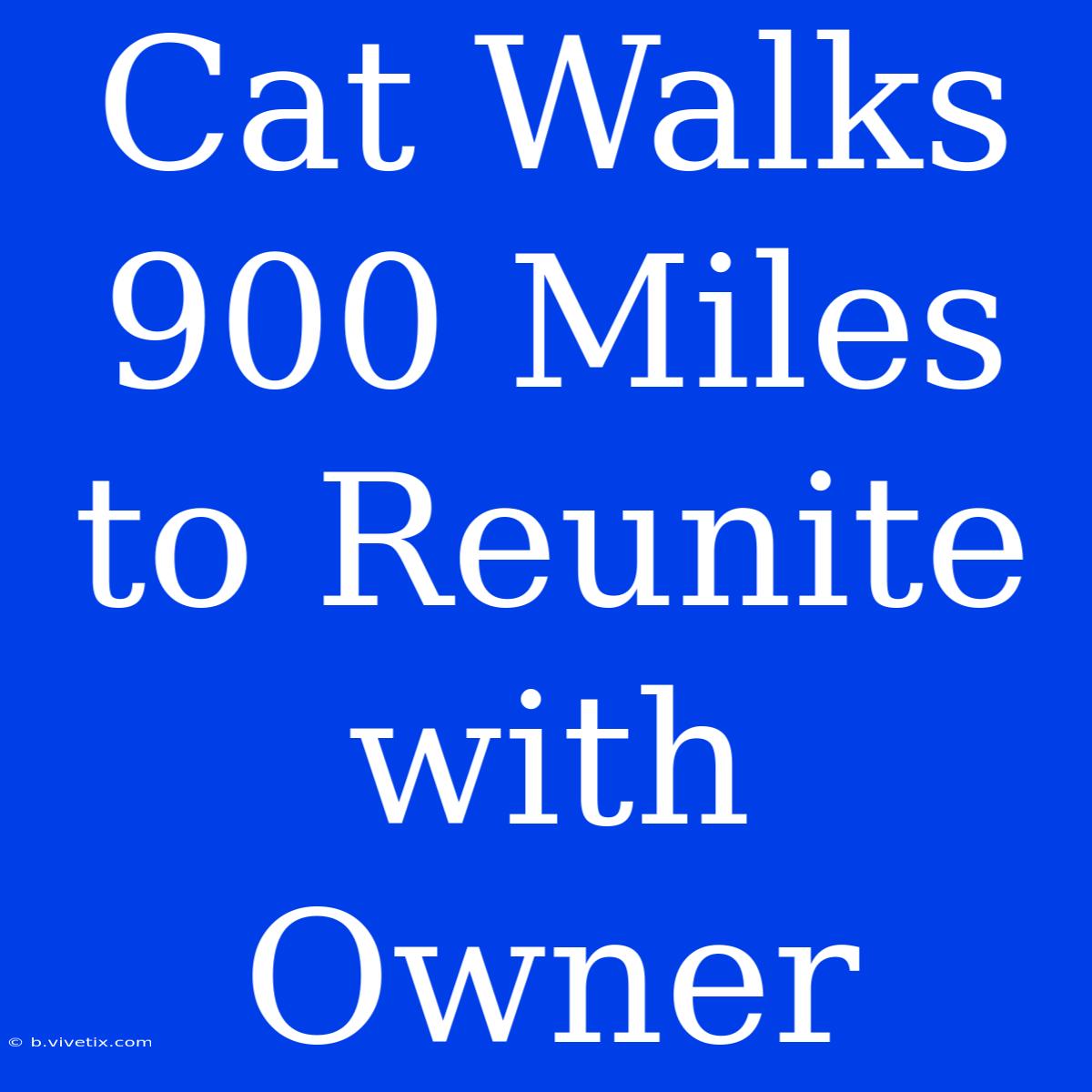 Cat Walks 900 Miles To Reunite With Owner