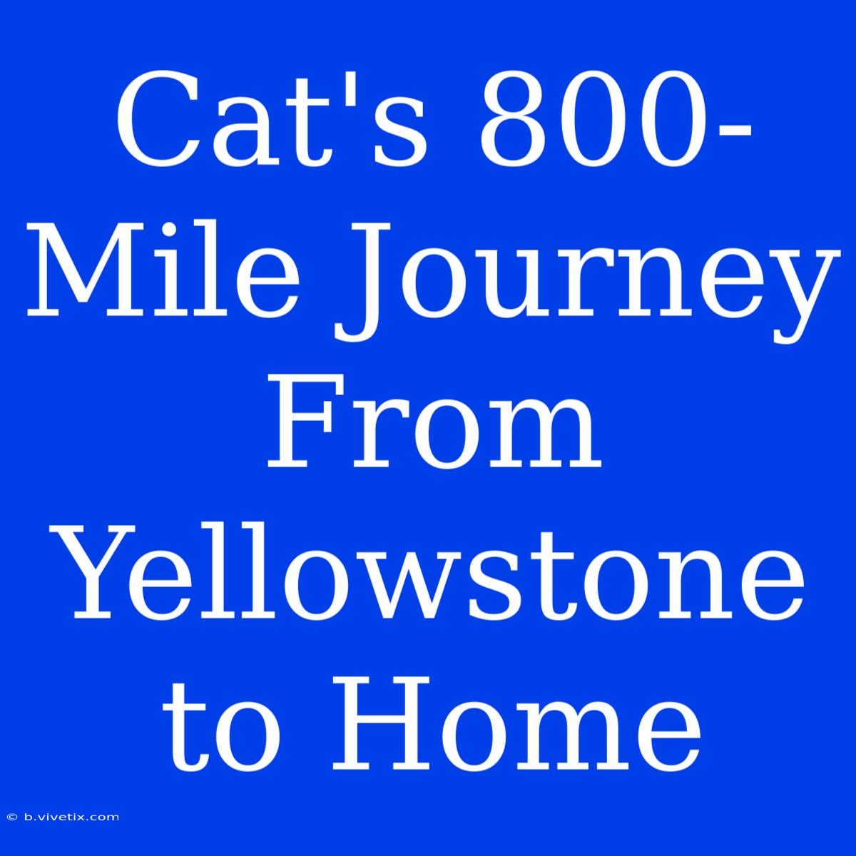 Cat's 800-Mile Journey From Yellowstone To Home