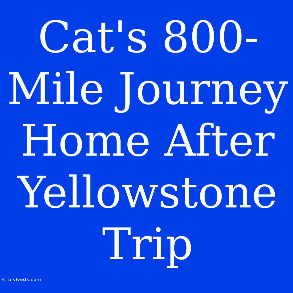 Cat's 800-Mile Journey Home After Yellowstone Trip