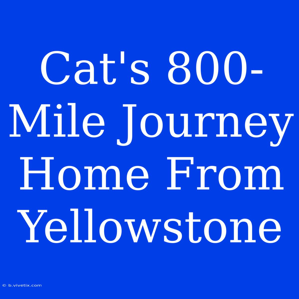 Cat's 800-Mile Journey Home From Yellowstone