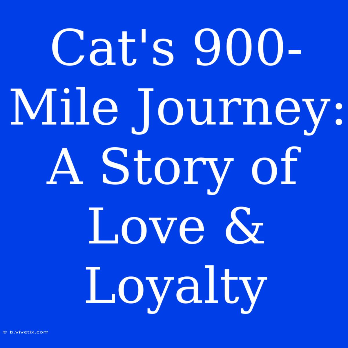 Cat's 900-Mile Journey: A Story Of Love & Loyalty