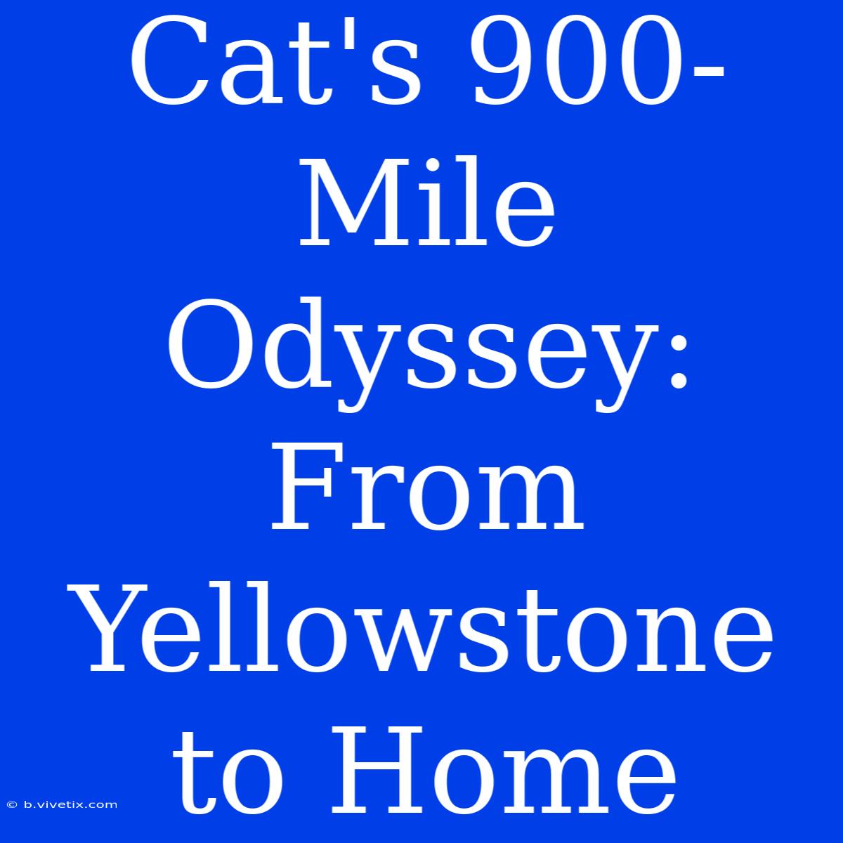 Cat's 900-Mile Odyssey: From Yellowstone To Home