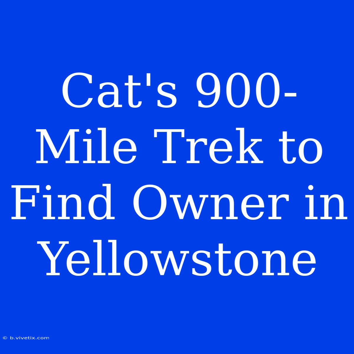 Cat's 900-Mile Trek To Find Owner In Yellowstone