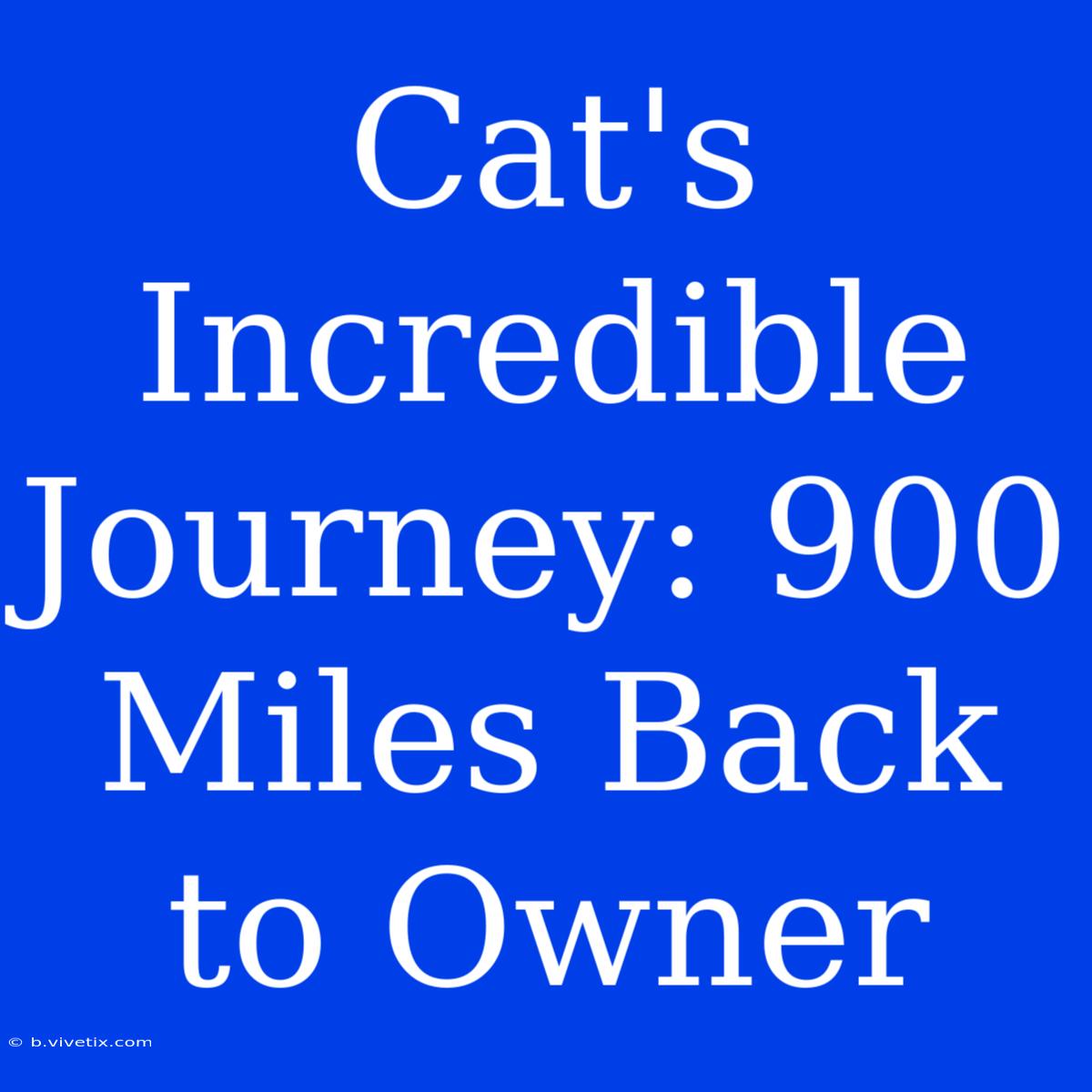 Cat's Incredible Journey: 900 Miles Back To Owner