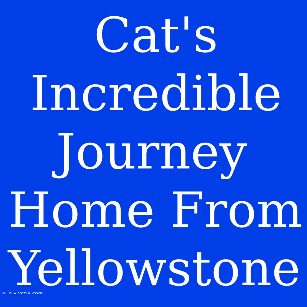 Cat's Incredible Journey Home From Yellowstone