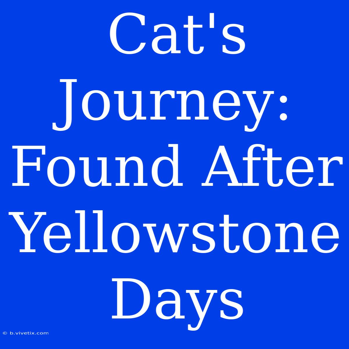 Cat's Journey: Found After Yellowstone Days 