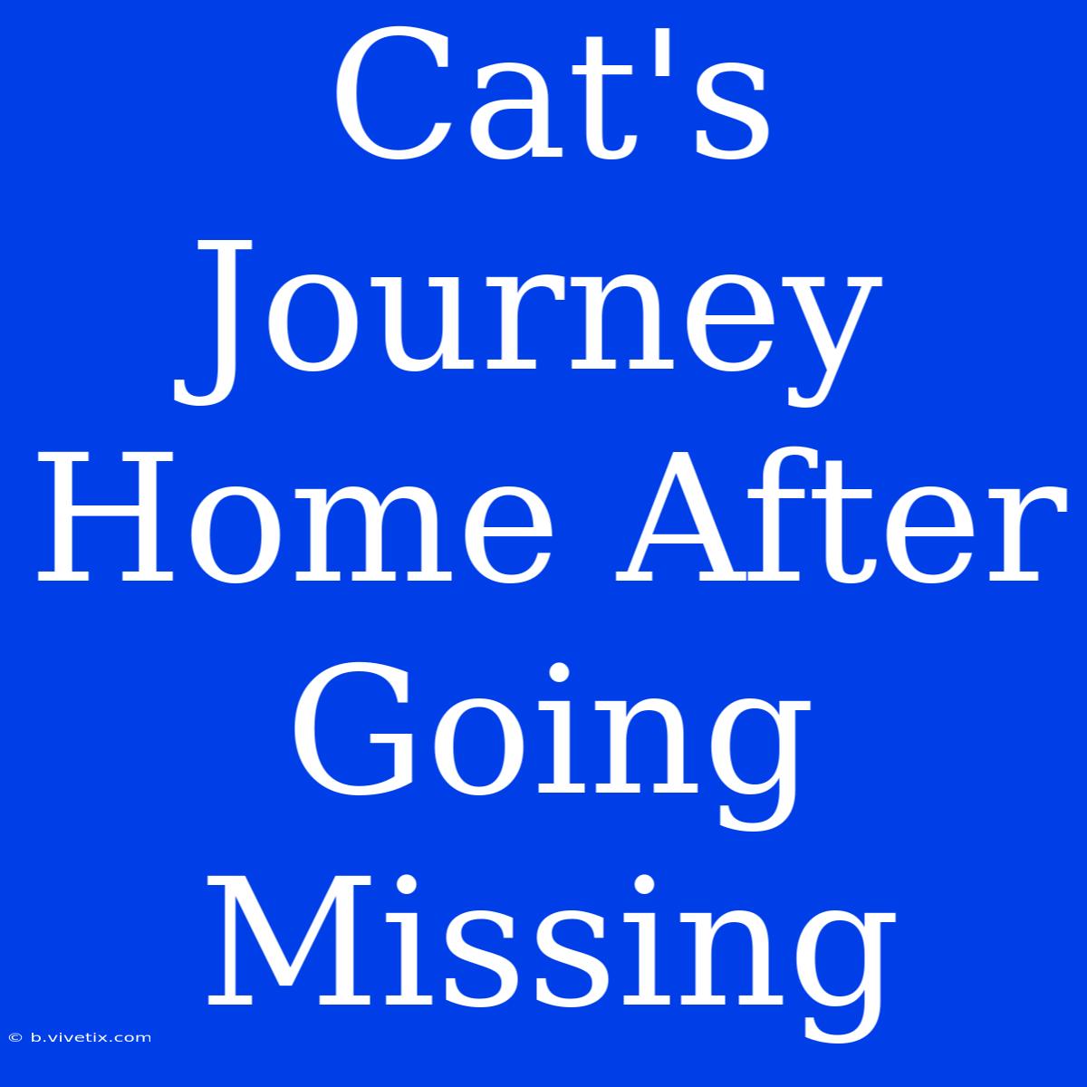 Cat's Journey Home After Going Missing