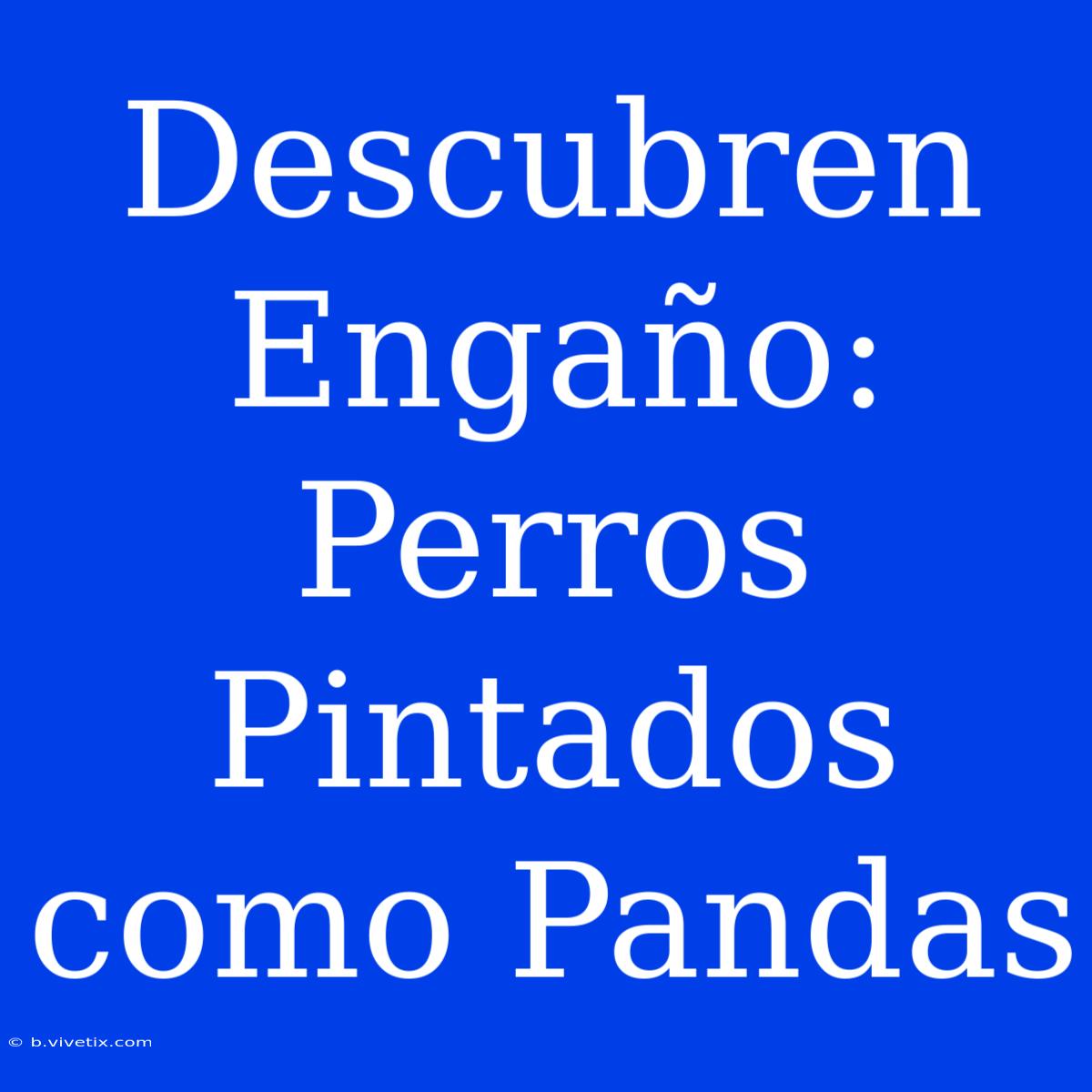 Descubren Engaño: Perros Pintados Como Pandas