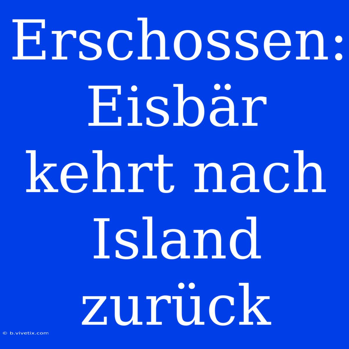 Erschossen: Eisbär Kehrt Nach Island Zurück