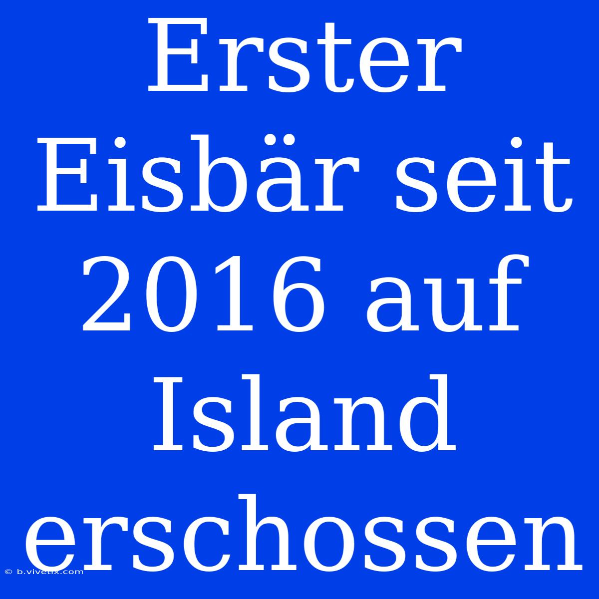 Erster Eisbär Seit 2016 Auf Island Erschossen