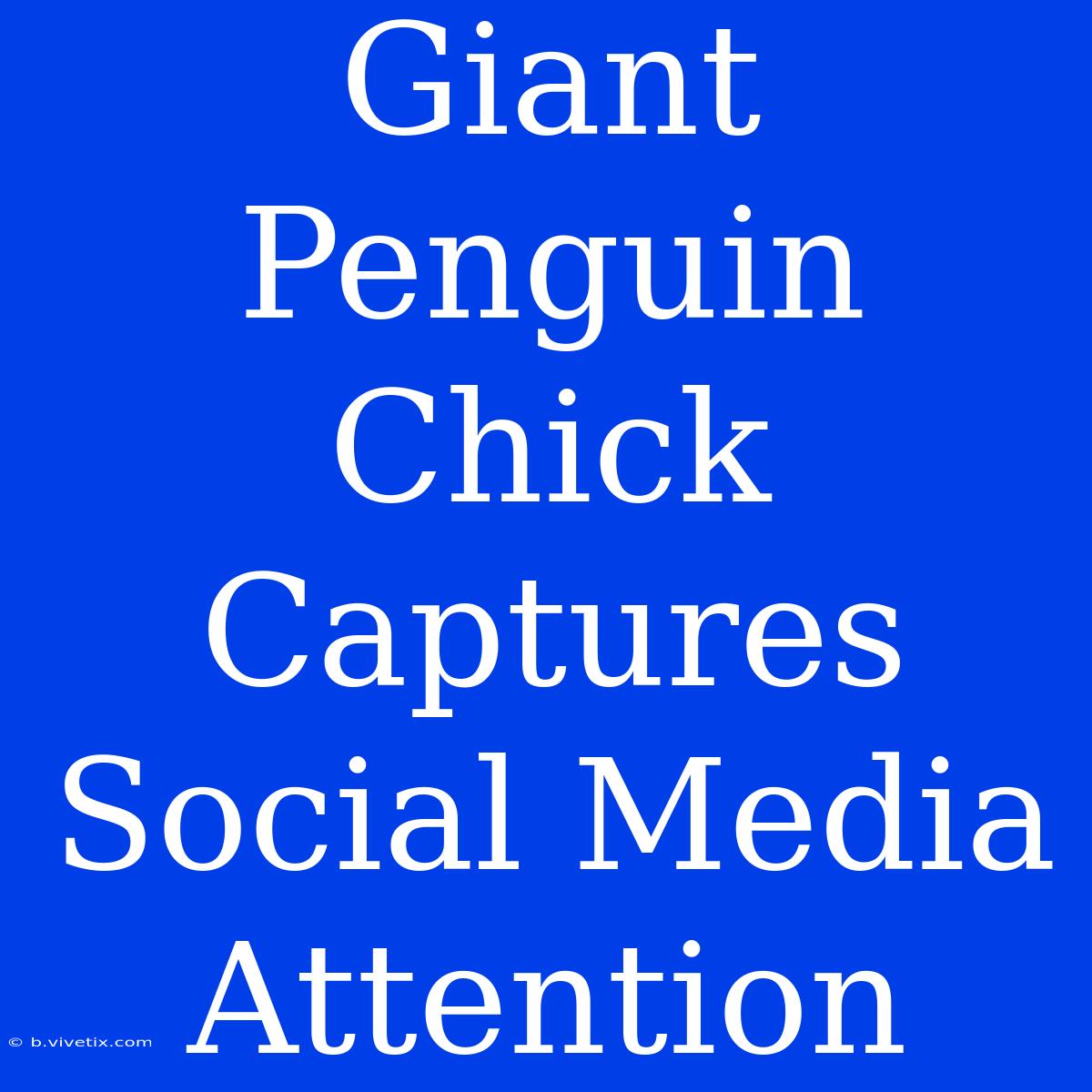 Giant Penguin Chick Captures Social Media Attention