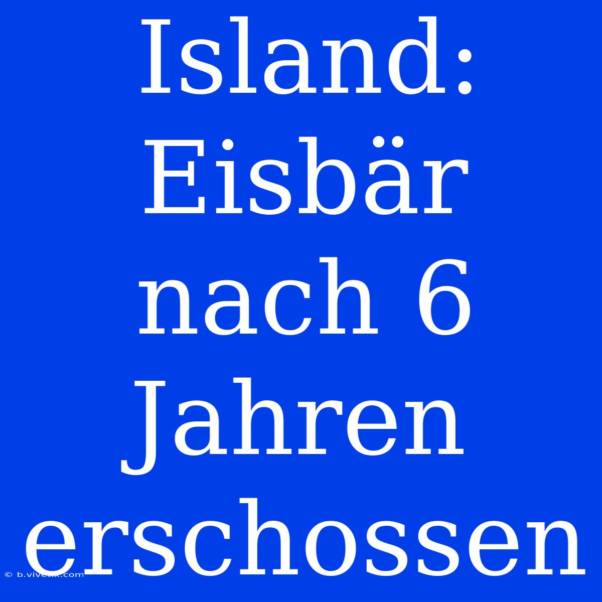 Island: Eisbär Nach 6 Jahren Erschossen