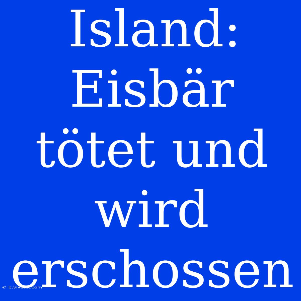 Island: Eisbär Tötet Und Wird Erschossen