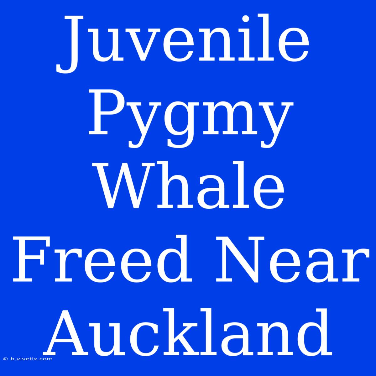 Juvenile Pygmy Whale Freed Near Auckland