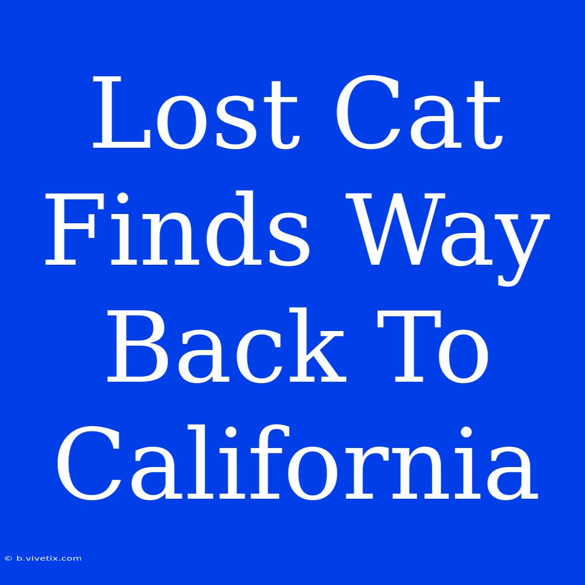 Lost Cat Finds Way Back To California