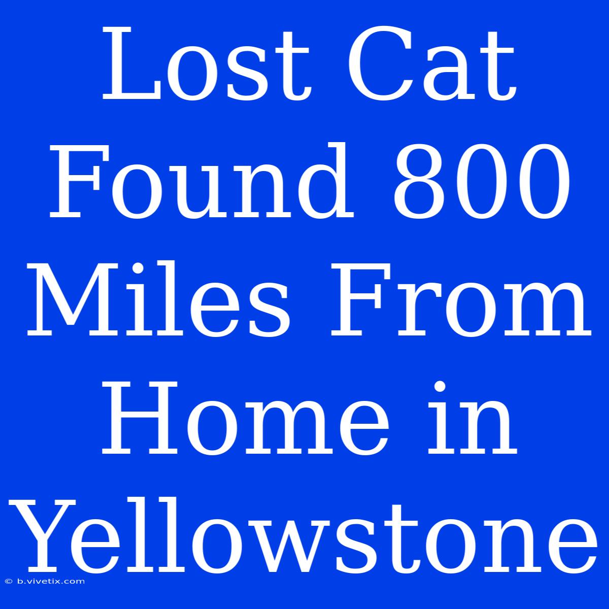 Lost Cat Found 800 Miles From Home In Yellowstone