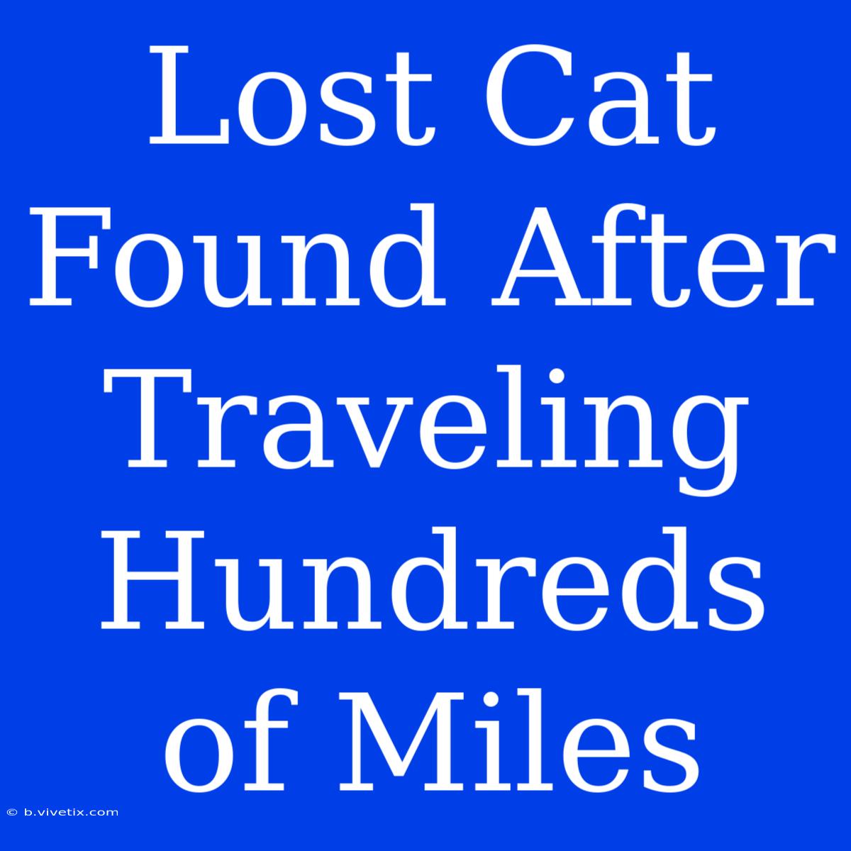 Lost Cat Found After Traveling Hundreds Of Miles 