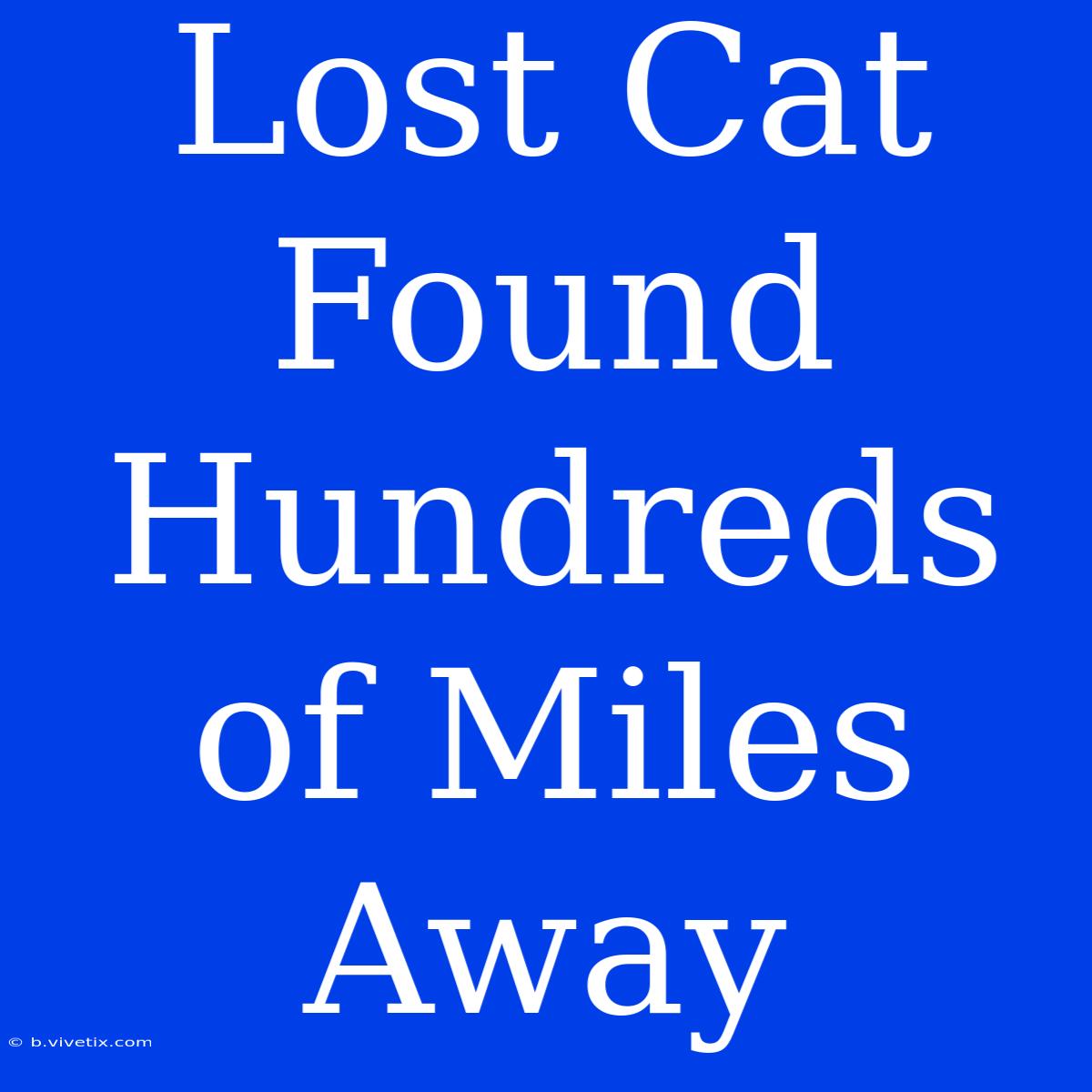 Lost Cat Found Hundreds Of Miles Away