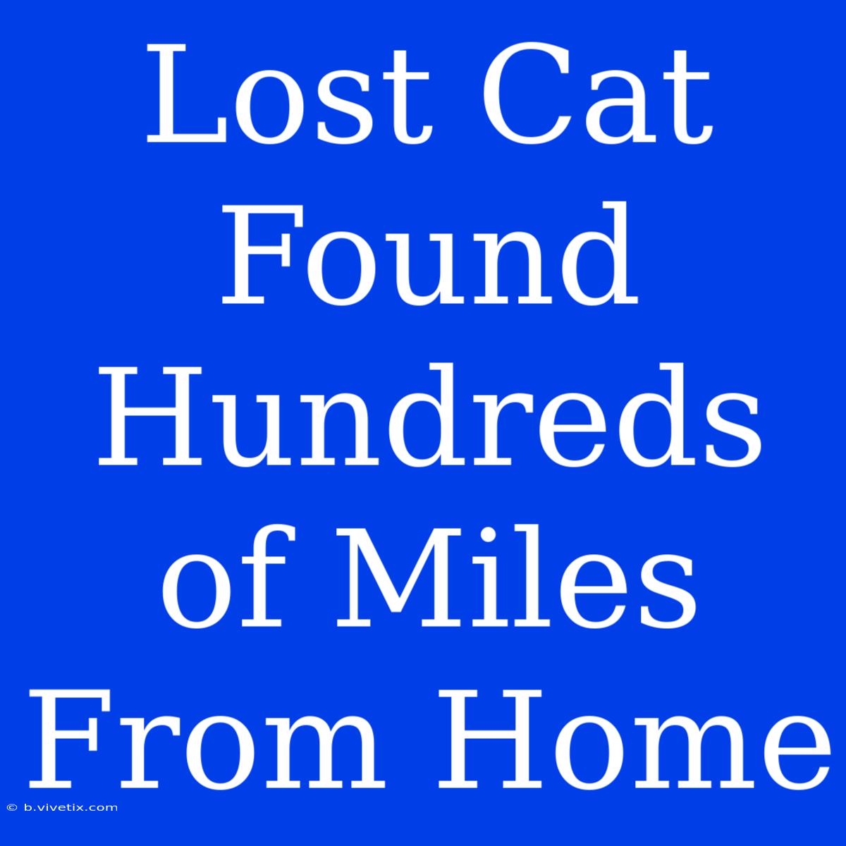 Lost Cat Found Hundreds Of Miles From Home