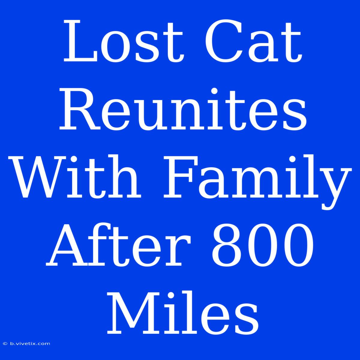 Lost Cat Reunites With Family After 800 Miles 