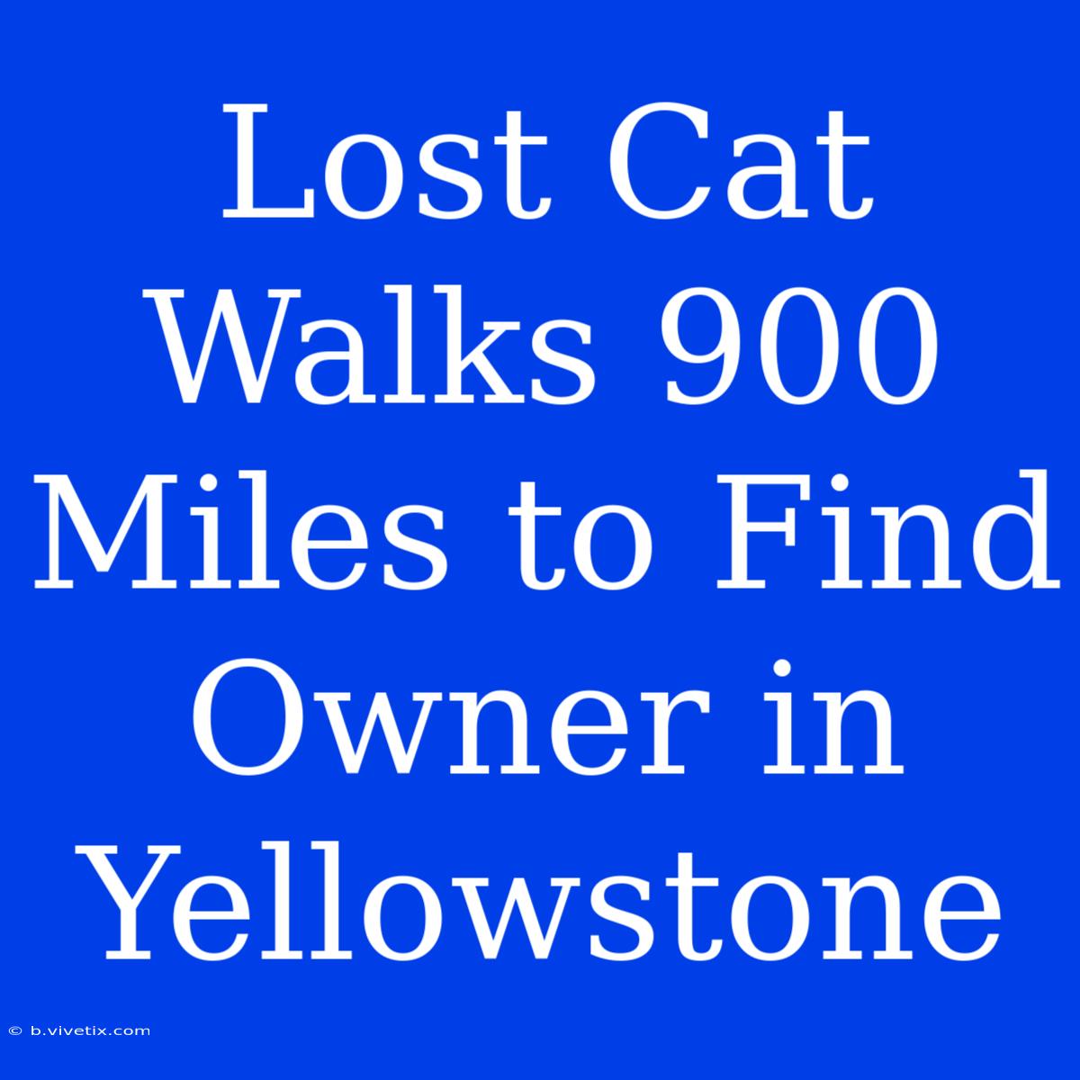 Lost Cat Walks 900 Miles To Find Owner In Yellowstone