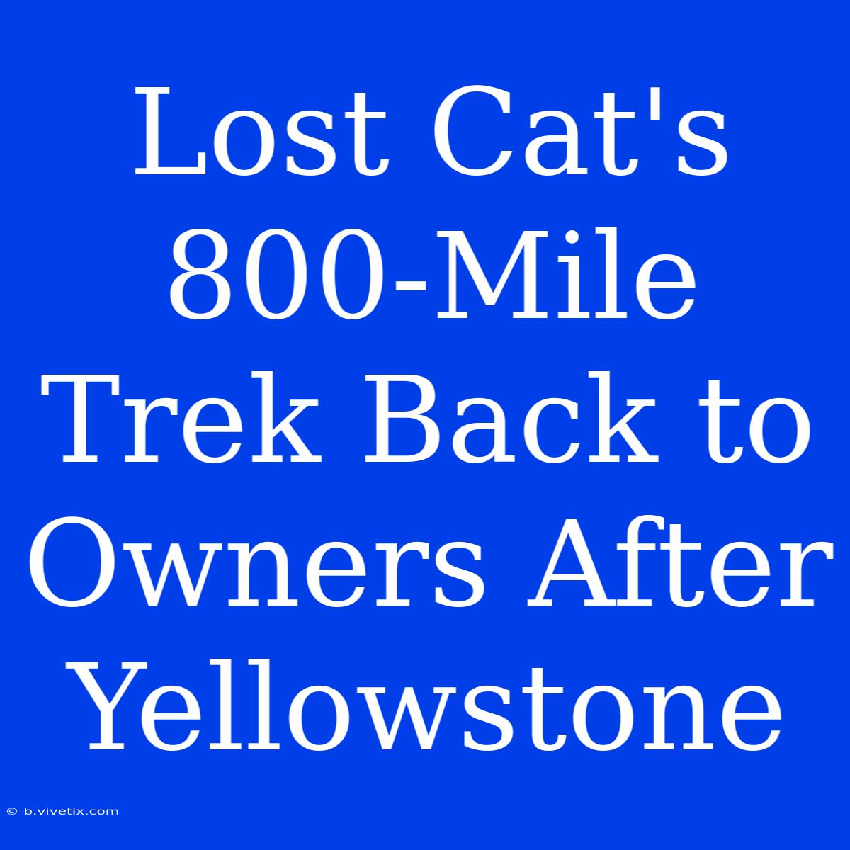 Lost Cat's 800-Mile Trek Back To Owners After Yellowstone 