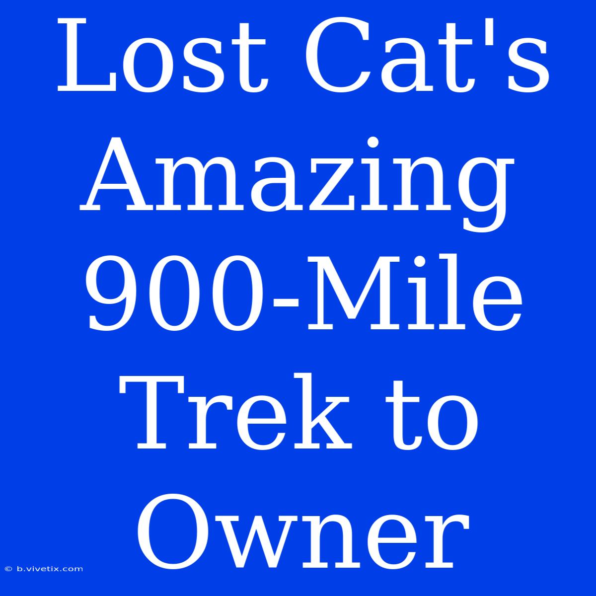 Lost Cat's Amazing 900-Mile Trek To Owner