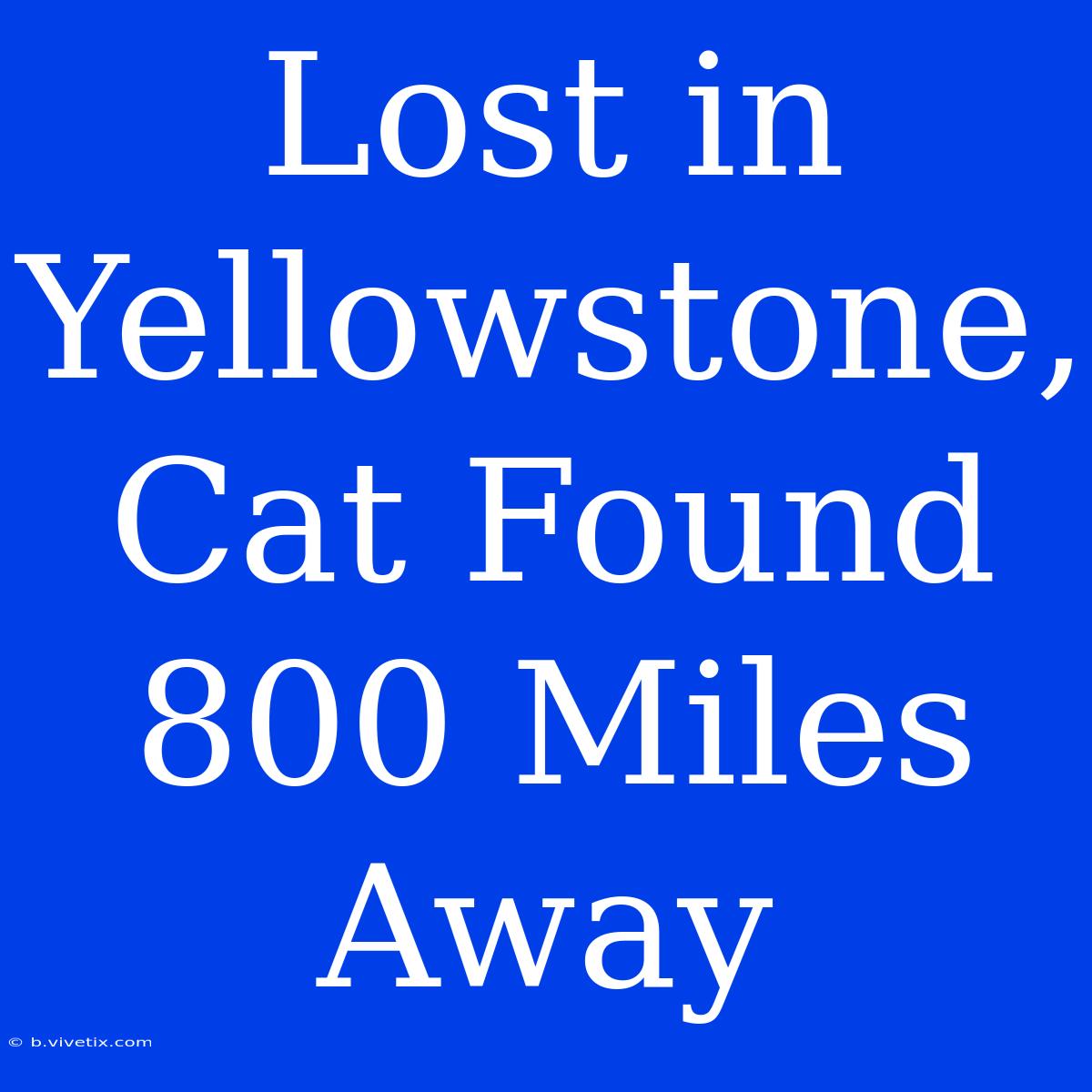 Lost In Yellowstone, Cat Found 800 Miles Away