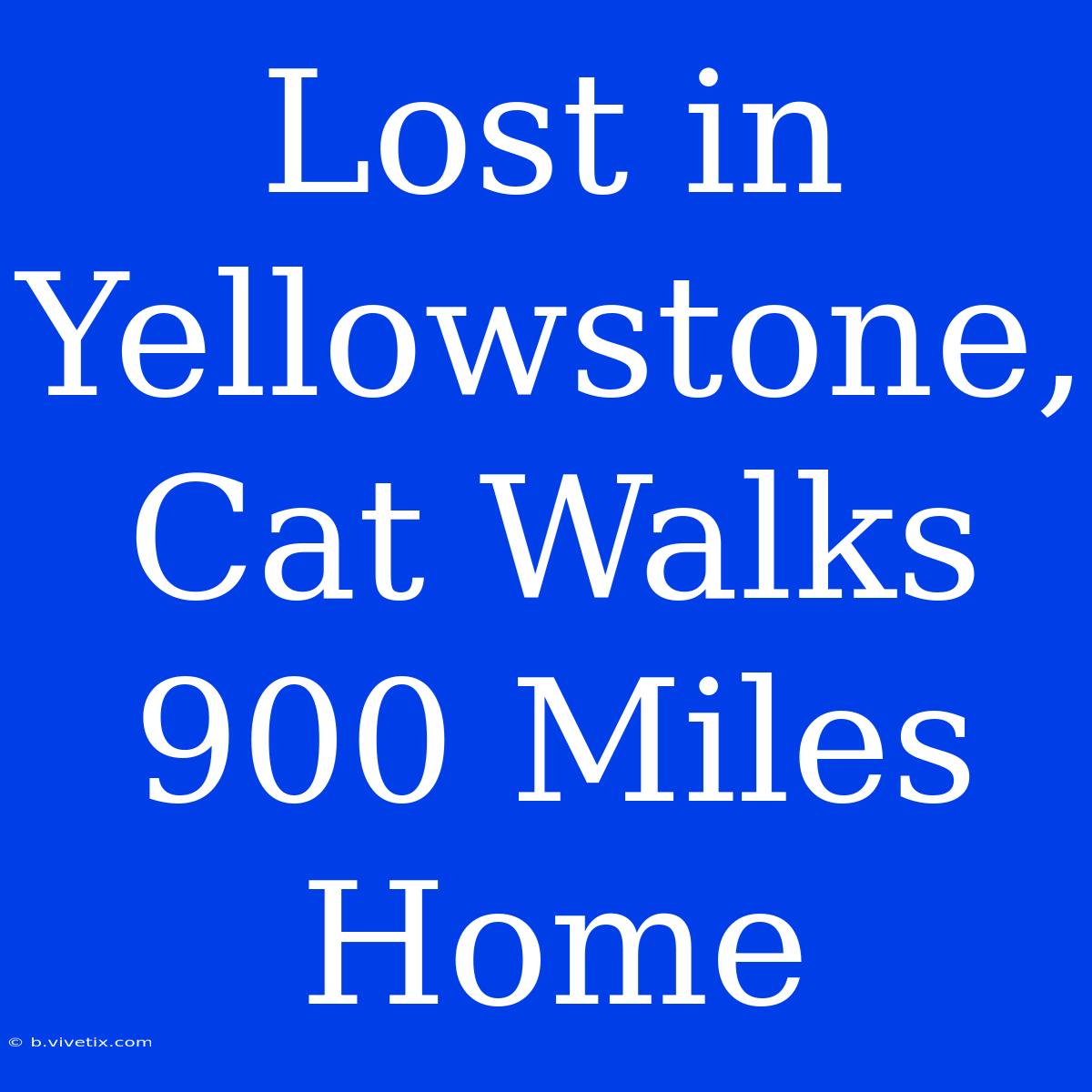 Lost In Yellowstone, Cat Walks 900 Miles Home 