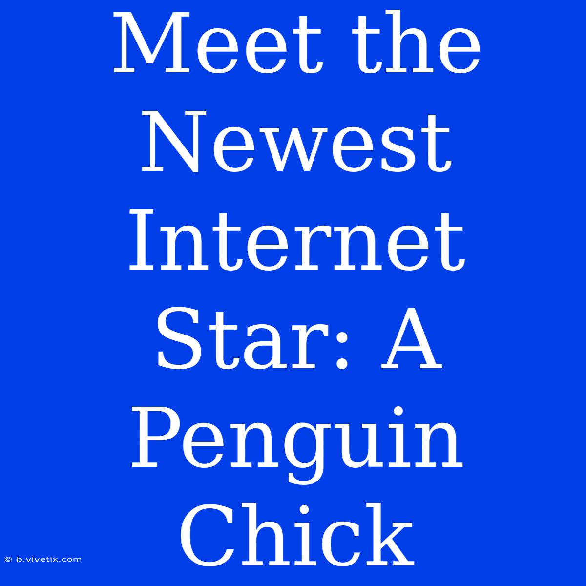 Meet The Newest Internet Star: A Penguin Chick