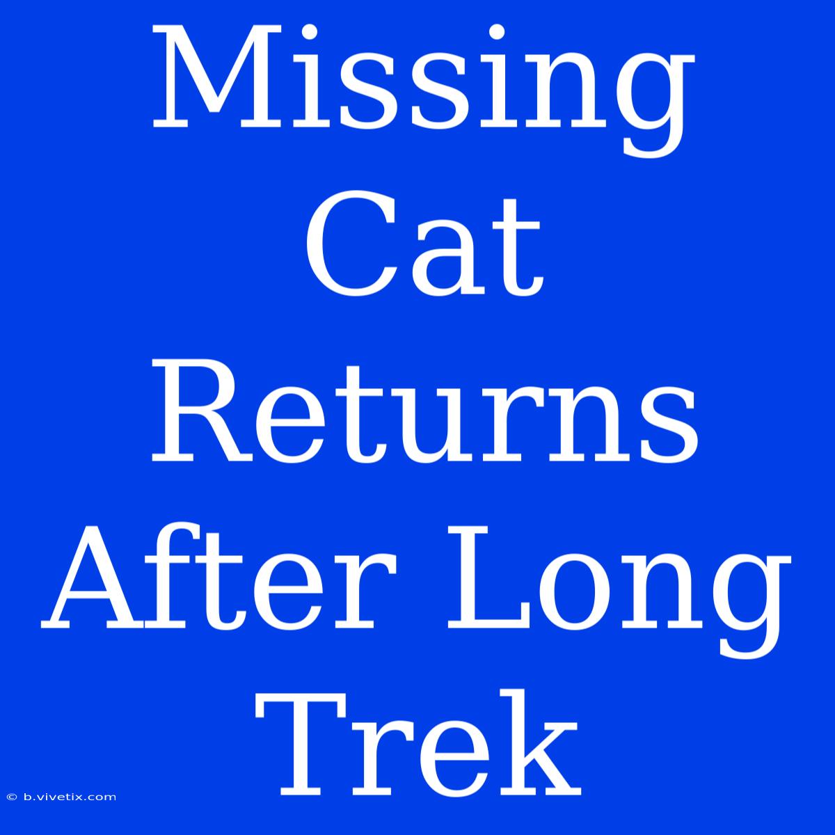 Missing Cat Returns After Long Trek