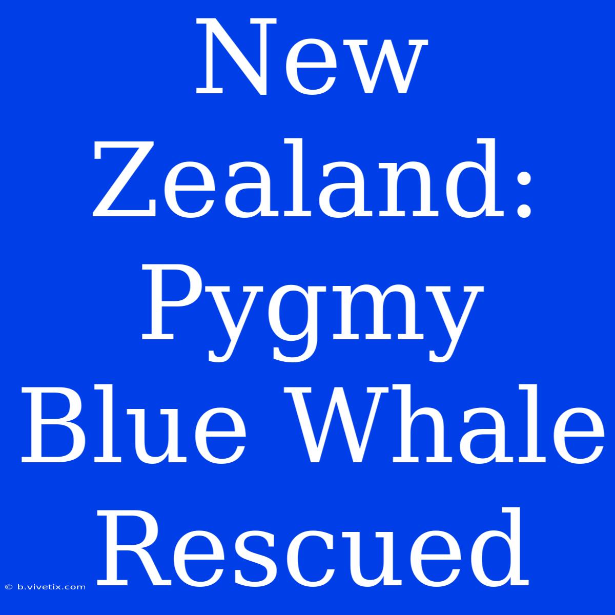 New Zealand: Pygmy Blue Whale Rescued