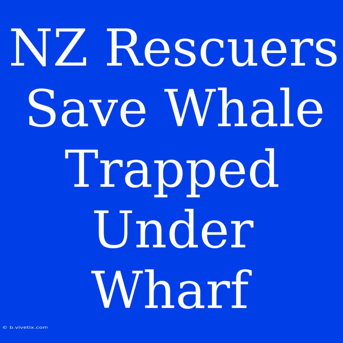 NZ Rescuers Save Whale Trapped Under Wharf