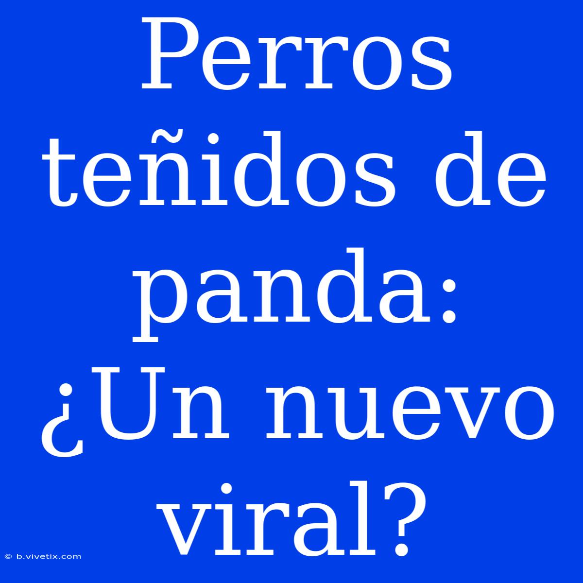 Perros Teñidos De Panda: ¿Un Nuevo Viral? 