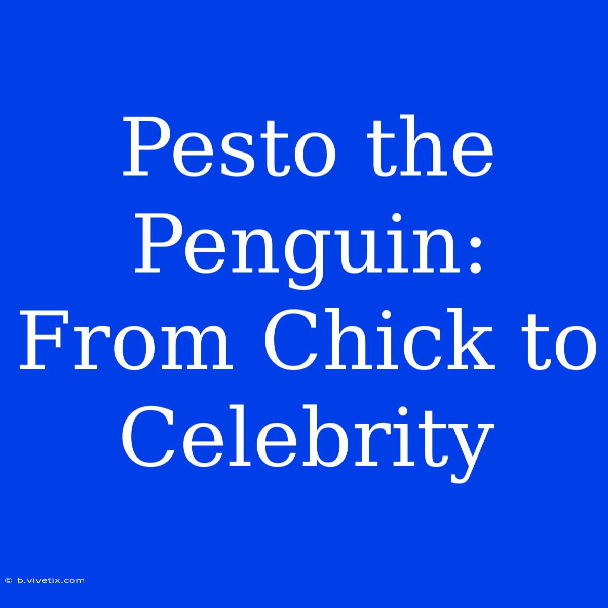 Pesto The Penguin: From Chick To Celebrity