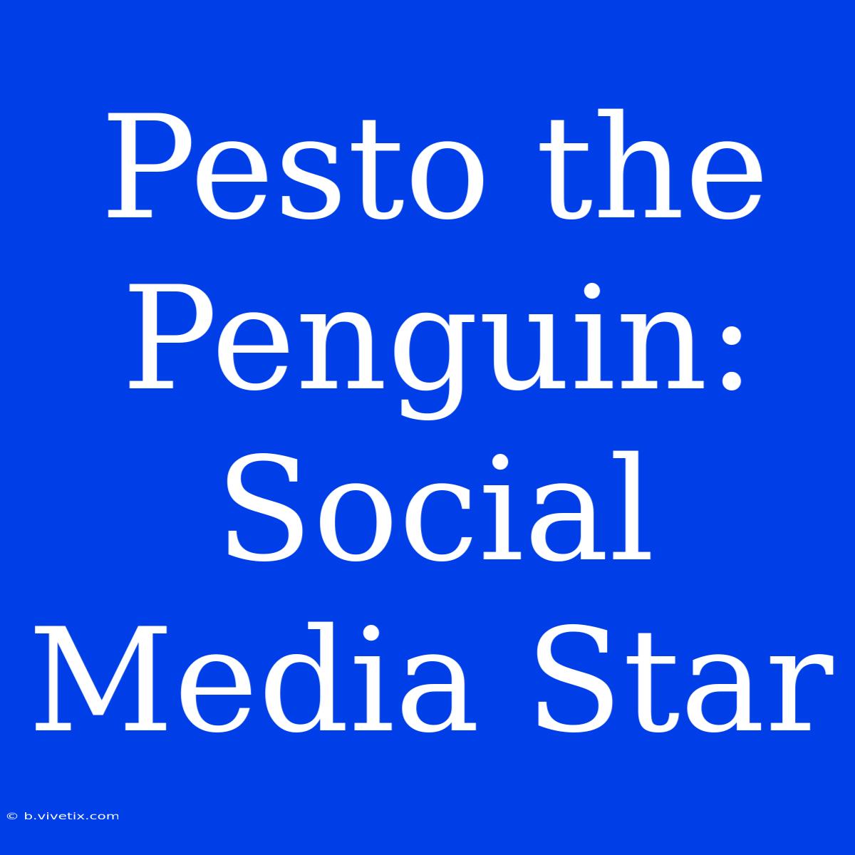 Pesto The Penguin: Social Media Star