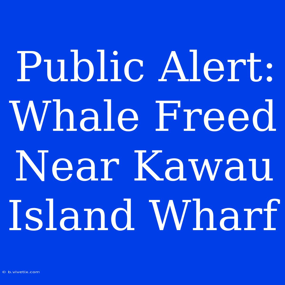 Public Alert: Whale Freed Near Kawau Island Wharf